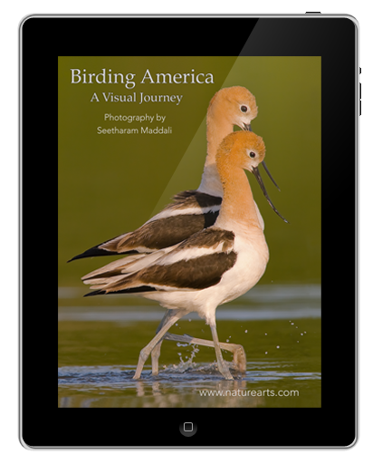 Birding America; A Visual Journey