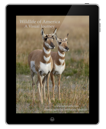 Wildlife of America; A Visual Journey