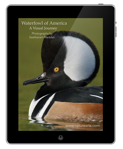 Waterfowl of America; A Visual Journey